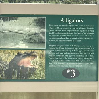 Jungle Gardens - #3 Alligators - Botanical Gardens Near Me - Avery Island, Louisiana