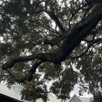 Panini Pete's - Oak tree shading the patio - Burgers Near Me - Fairhope, Alabama