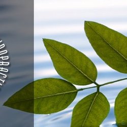 Loy Chiropractic Arts