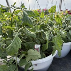 Atkins Growers Greenhouse