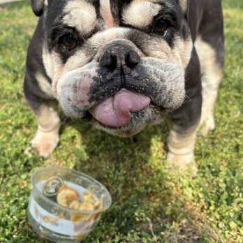 Better Blend - Richmond Rd - Basil enjoying his "Bark Bowl." - Juice Bars & Smoothies Near Me - Lexington, Kentucky