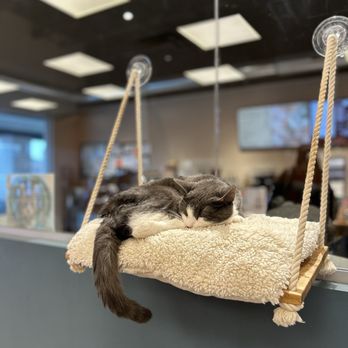 Smitten Kitten Cat Cafe and Coffee Shop - Snoozing kitty - Coffee & Tea Near Me - Fishers, Indiana Smitten Kitten Cat Cafe and Coffee Shop - Snoozing kitty - Coffee & Tea Near Me - Fishers, Indiana