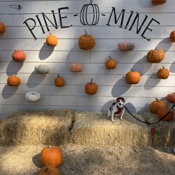 Pine-O-Mine Ranch - Backdrop #2