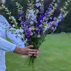 Delphinium