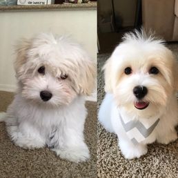 Mochi's before & after LOL :D Mochi's before & after LOL :D