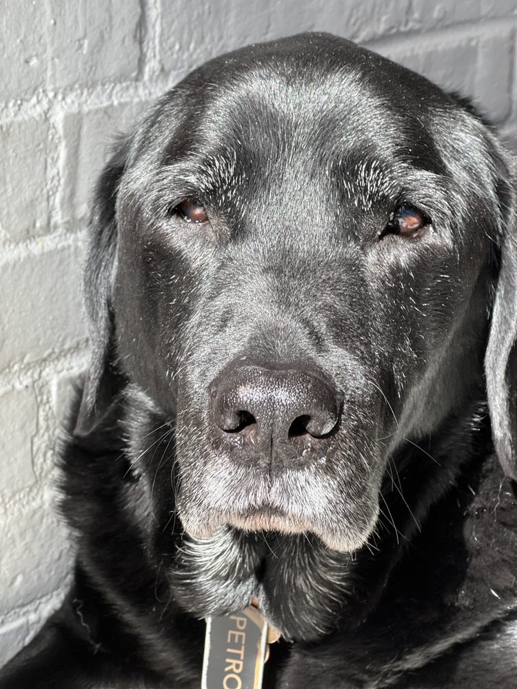 HOMEHEART VETS Updated May 2024 27 Reviews North Bergen, New