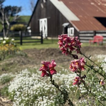 Parr - Goats & friendly Great Pyrenees in the property's adjacent barn & fenced in garden - Wine Tasting Room Near Me - Cambria, California