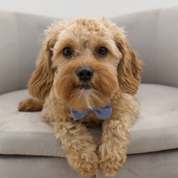 The Paw Pad Doodles - Gus F1 Toy Cavapoo