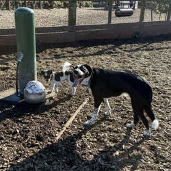 Fort Bragg Dog Park
