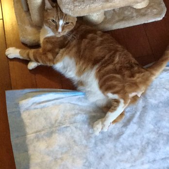 BluePearl Pet Hospital - Does this look normal ?! I don't think so. - Veterinarians Near Me - Forest Hills, New York