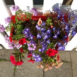 China Haus - Hübsche Blumenbepflanzung im Aussenbereich