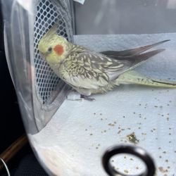 Veterinary Medical Center of Long Island - A bird with a bandage and a purple foot because the bandage is too tight