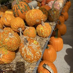 Paul's Fruit Markets - Fresh pumpkins at Paul's,