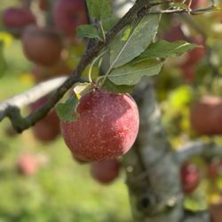 Mead Orchards  - Apples from the orchard