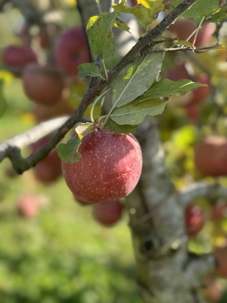 Mead Orchards  Logo