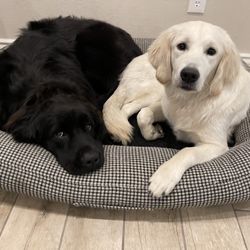 Johnny's Doghouse - Olive & Gracie after being groomed at Johnny's Doghouse in Gilbert AZ. Five Stars!