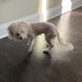Harts Dog Grooming