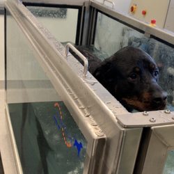 Four Paws Wellness and Rehabilitation - Water tread mill
