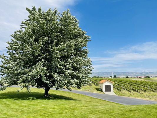 Pepper Bridge Winery by null