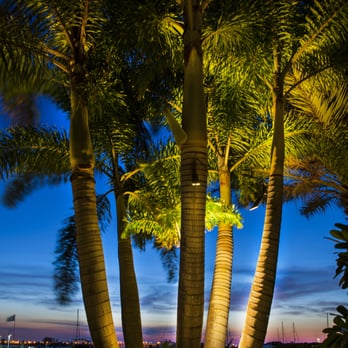 Argentine Landscaping - Estate Specimen Palms - Landscape Architects or Designers Near Me - Tampa, Florida Argentine Landscaping - Estate Specimen Palms - Landscape Architects or Designers Near Me - Tampa, Florida