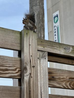 Fox's Hole in the Wall by null