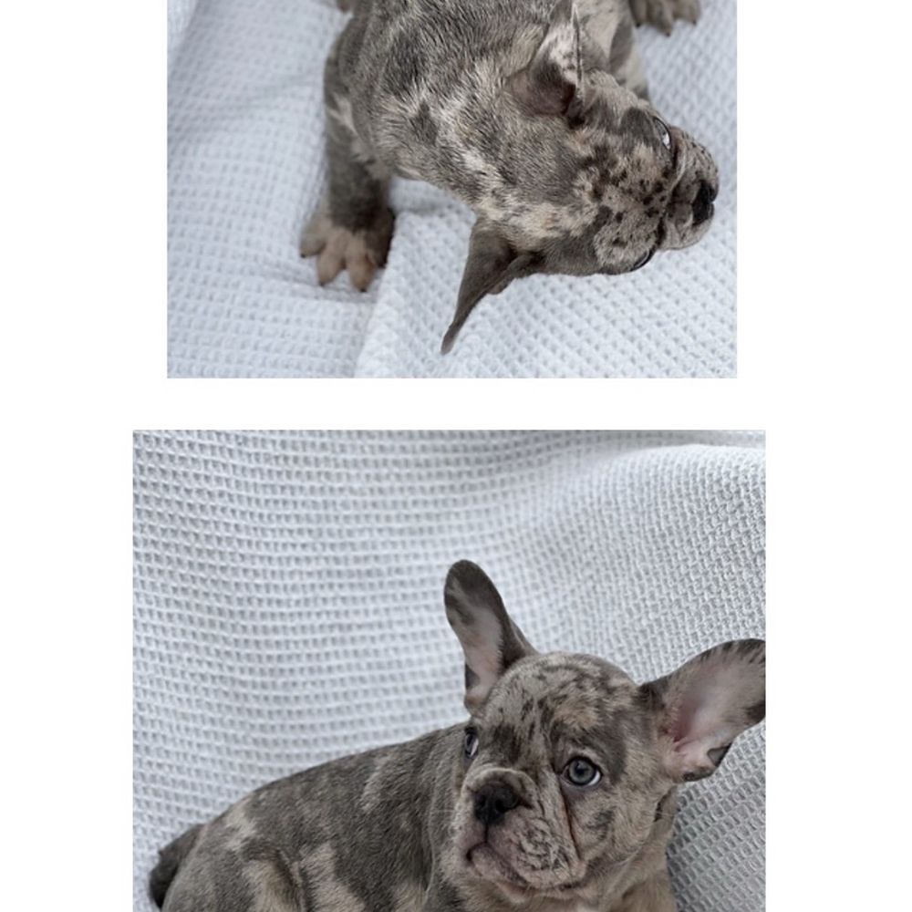 NorthCalFrenchies - Pet Breeders Near Me NorthCalFrenchies - Pet Breeders Near Me