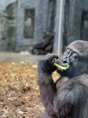 Photo of Omaha's Henry Doorly Zoo and Aquarium - Omaha, NE, US. Gorilla having a healthy snack.