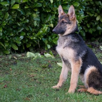 Joie's Dog Training & Boarding - This young German Shepherd is learning to stay off leash. - Pet Training Near Me Joie's Dog Training & Boarding - This young German Shepherd is learning to stay off leash. - Pet Training Near Me