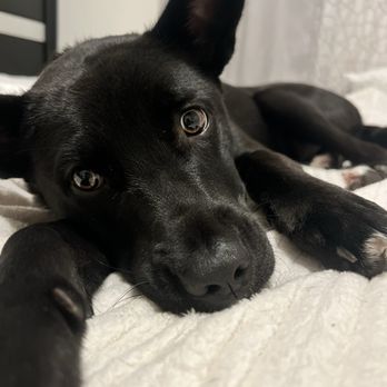 Downey Animal Care Center - Pet Adoption Near Me - Downey, California