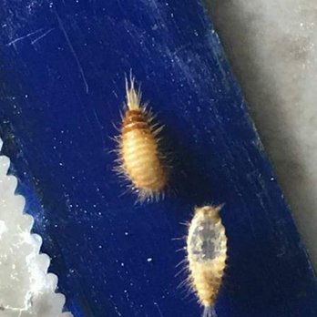 Eric The Bug Guy - Carpet beetle larva - Pest Control Near Me - Camarillo, California Eric The Bug Guy - Carpet beetle larva - Pest Control Near Me - Camarillo, California