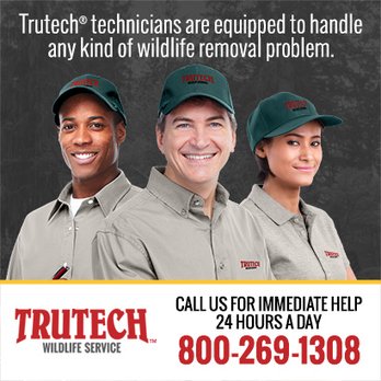 Trutech Wildlife Service - Pest Control Near Me Trutech Wildlife Service - Pest Control Near Me