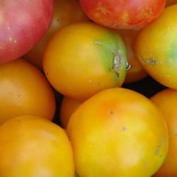 Steele Farms - Heirloom Tomatoes