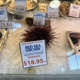 Sea urchin! Sea urchin!