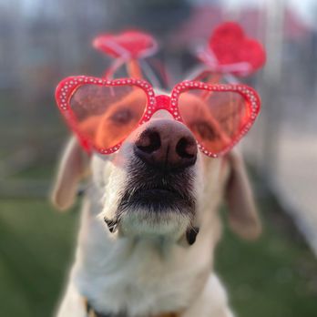 BloomingPaws - Pet Sitting Near Me - Bloomington, Indiana BloomingPaws - Pet Sitting Near Me - Bloomington, Indiana