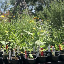 Seeds in the City