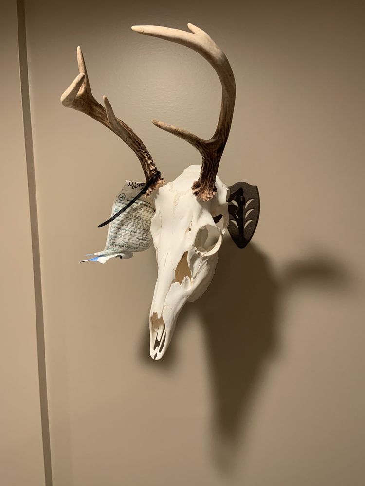 Exact Wildlife Creations - taxidermy in Tipton, MI