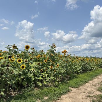 Tom's Farm Market - a field of sunflowers - Farmers Market Near Me - Huntley, Illinois Tom's Farm Market - a field of sunflowers - Farmers Market Near Me - Huntley, Illinois