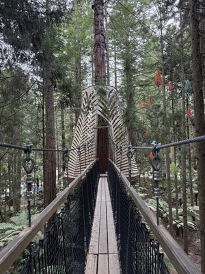 Redwoods Treewalk by null