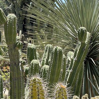 Arizona Garden - Botanical Gardens Near Me - Stanford, California Arizona Garden - Botanical Gardens Near Me - Stanford, California