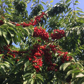 Singer Farm Naturals - U Pick cherries - CSA Near Me - Appleton, New York