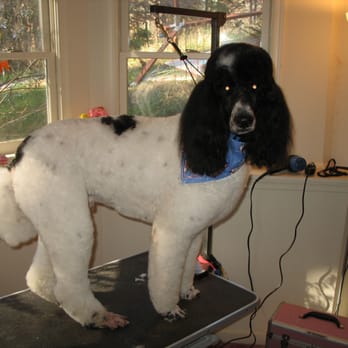 Tender Touch Pet Care - Bingo! - Pet Groomers Near Me - Nokesville, Virginia Tender Touch Pet Care - Bingo! - Pet Groomers Near Me - Nokesville, Virginia