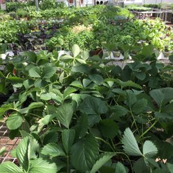 Dom's Garden Center