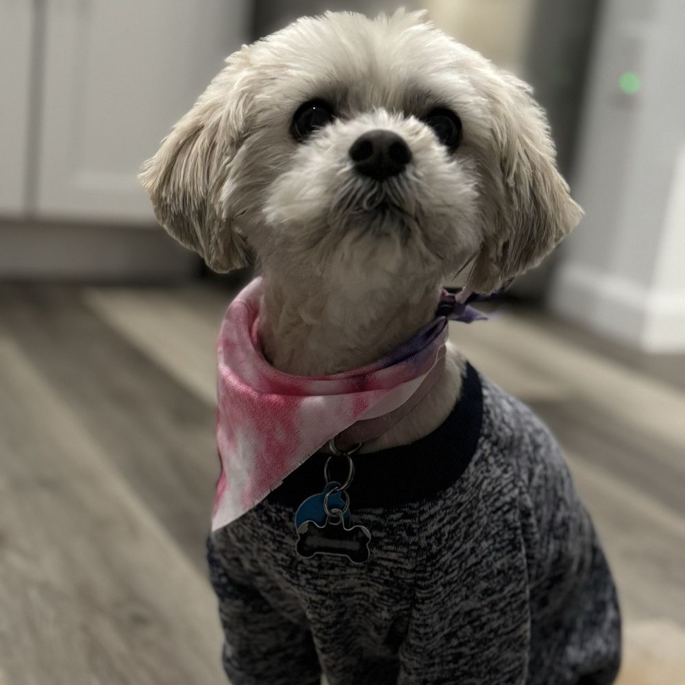 Bitches N Bubbles - After - Pet Groomers Near Me - Long Beach, California