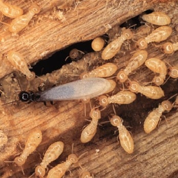 Cobra Pest Control - Rhode Island Termite Control Services - Pest Control Near Me