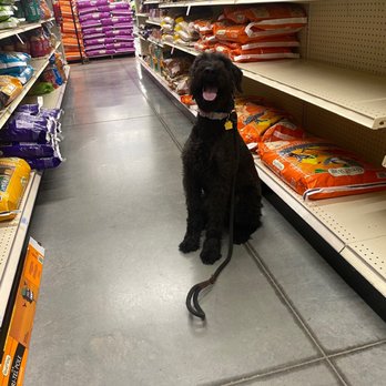 K911! - Phoebe with Rachel at tractor supply! - Pet Training Near Me K911! - Phoebe with Rachel at tractor supply! - Pet Training Near Me