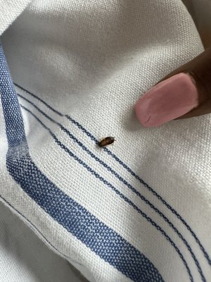 Mambo Italian Street Food by null