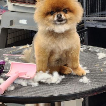 Drumhill’s Wildomar Pet Grooming - Pet Groomers Near Me - Wildomar, California Drumhill’s Wildomar Pet Grooming - Pet Groomers Near Me - Wildomar, California
