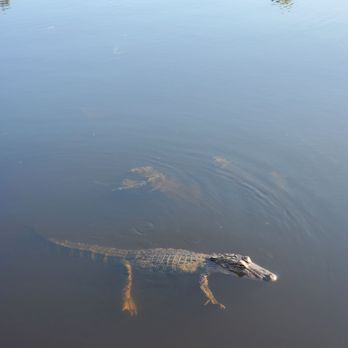 Ultimate Swamp Adventures - Baby gator - Tours Near Me - Westwego, Louisiana