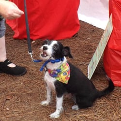 My Best Buddy - KaeJae, Robin's JRT.