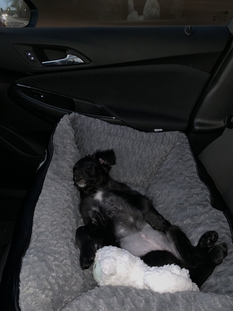 EAST MISSISSIPPI ANIMAL RESCUE Animal Shelters 2440 North Hills St